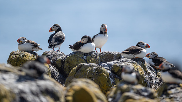 Isle of May trip, may contain avian or birds in flight nature wildlife and animal references - natural world photography by john gilchrist
