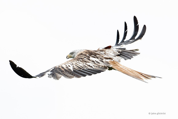 Bird of prey in Scotland, Galloway Kite Trail photography by John Gilchrist