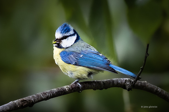 The natural environment, all living and non-living things occurring naturally, may contain scenes of nature, living plants, animals, and wildlife – image by John Gilchrist