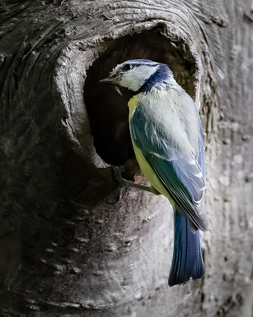 The natural environment, all living and non-living things occurring naturally, may contain scenes of nature, living plants, animals, and wildlife – image by John Gilchrist