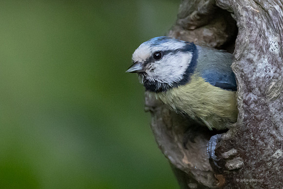 The natural environment, all living and non-living things occurring naturally, may contain scenes of nature, living plants, animals, and wildlife – image by John Gilchrist