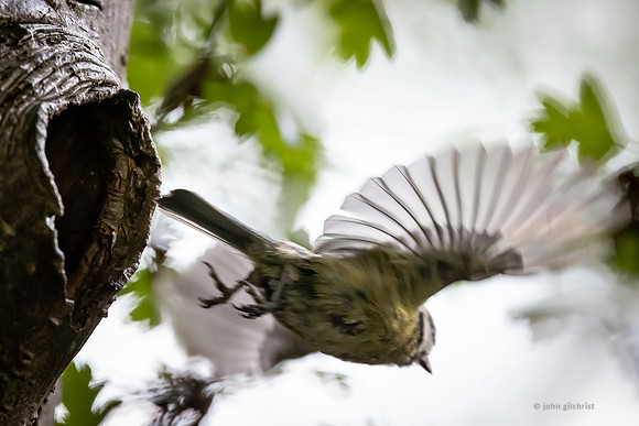 The natural environment, all living and non-living things occurring naturally, may contain scenes of nature, living plants, animals, and wildlife – image by John Gilchrist