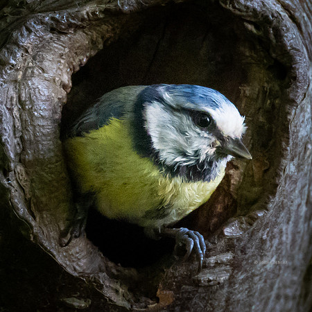 The natural environment, all living and non-living things occurring naturally, may contain scenes of nature, living plants, animals, and wildlife – image by John Gilchrist