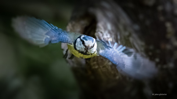 The natural environment, all living and non-living things occurring naturally, may contain scenes of nature, living plants, animals, and wildlife – image by John Gilchrist