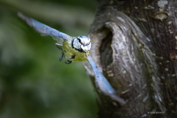 The natural environment, all living and non-living things occurring naturally, may contain scenes of nature, living plants, animals, and wildlife – image by John Gilchrist