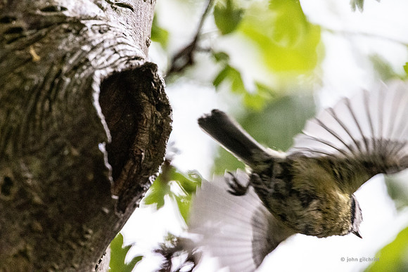 The natural environment, all living and non-living things occurring naturally, may contain scenes of nature, living plants, animals, and wildlife – image by John Gilchrist