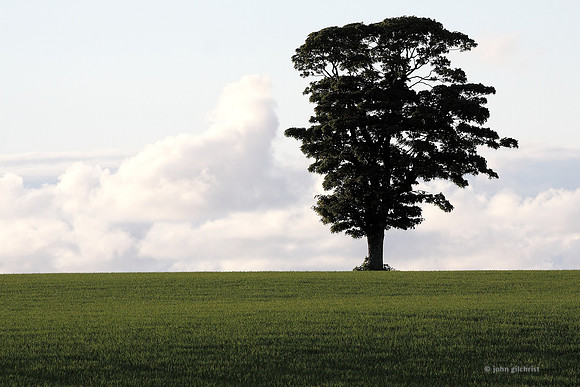 The natural environment, all living and non-living things occurring naturally, may contain scenes of nature, living plants, animals, and wildlife – image by John Gilchrist