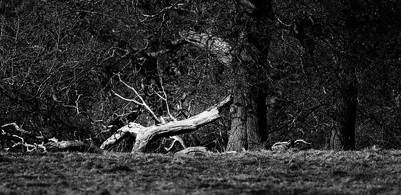 Edinburgh Photography Services, John Gilchrist, Midlothian Photos, Oakwood in Dalkeith Country Park 18-0001