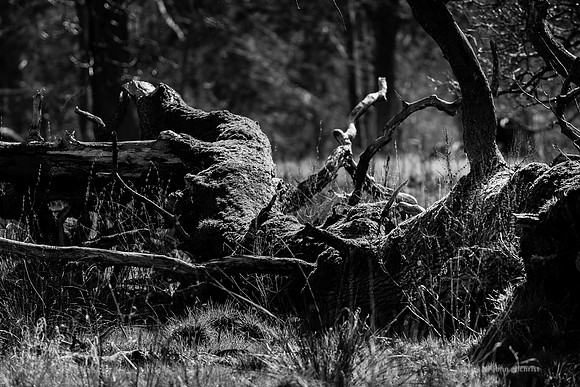 Edinburgh Photography Services, John Gilchrist, Midlothian Photos, Oakwood in Dalkeith Country Park 18-0002