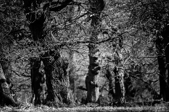 Edinburgh Photography Services, John Gilchrist, Midlothian Photos, Oakwood in Dalkeith Country Park 18-0003
