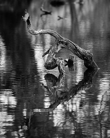 Edinburgh Photography Services, John Gilchrist, Midlothian Photos, Oakwood in Dalkeith Country Park 18-0004