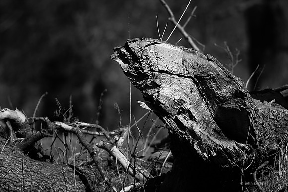 Edinburgh Photography Services, John Gilchrist, Midlothian Photos, Oakwood in Dalkeith Country Park 18-0005