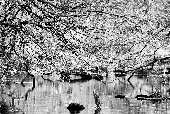 Edinburgh Photography Services, John Gilchrist, Midlothian Photos, Oakwood in Dalkeith Country Park 18-0006
