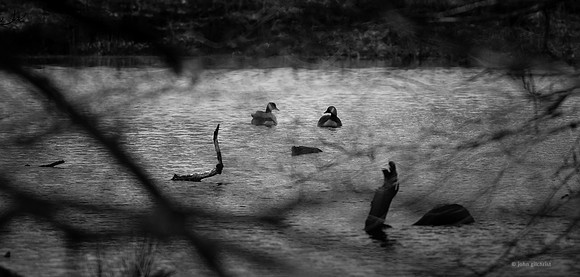 Edinburgh Photography Services, John Gilchrist, Midlothian Photos, Oakwood in Dalkeith Country Park 18-0007