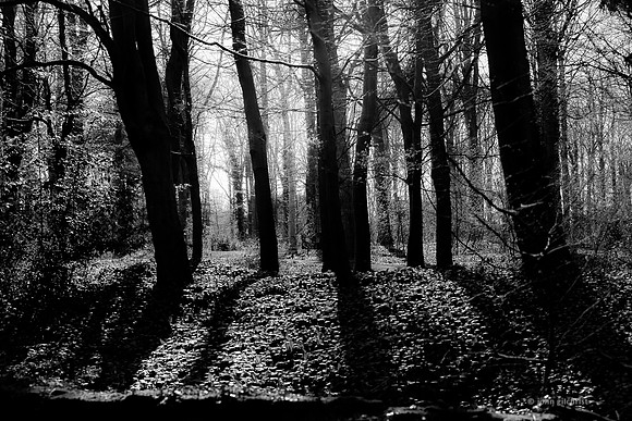 Edinburgh Photography Services, John Gilchrist, Midlothian Photos, Oakwood in Dalkeith Country Park 18-0010