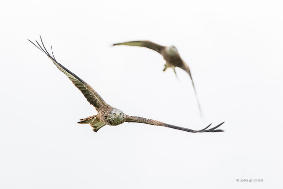 Bird of prey in Scotland, Galloway Kite Trail photography by John Gilchrist