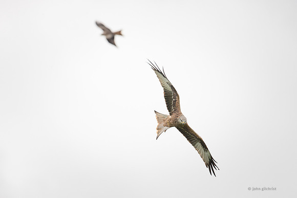 Bird of prey in Scotland, Galloway Kite Trail photography by John Gilchrist