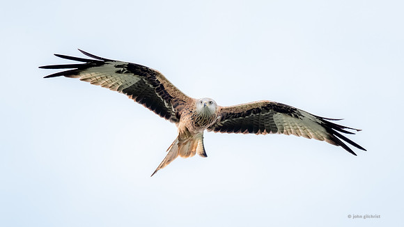 Bird of prey in Scotland, Galloway Kite Trail photography by John Gilchrist