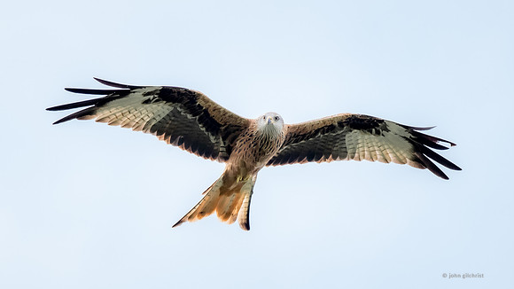 Bird of prey in Scotland, Galloway Kite Trail photography by John Gilchrist