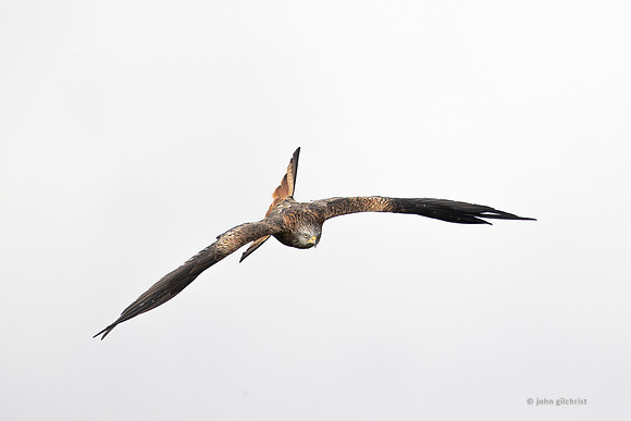 Bird of prey in Scotland, Galloway Kite Trail photography by John Gilchrist