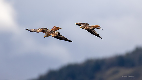 Bird of prey in Scotland, Galloway Kite Trail photography by John Gilchrist