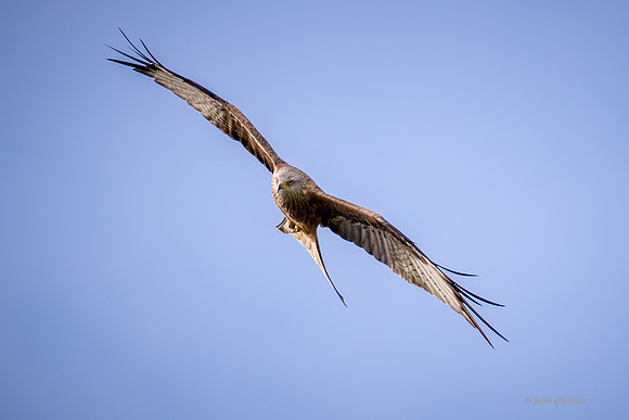 Bird of prey in Scotland, Galloway Kite Trail photography by John Gilchrist