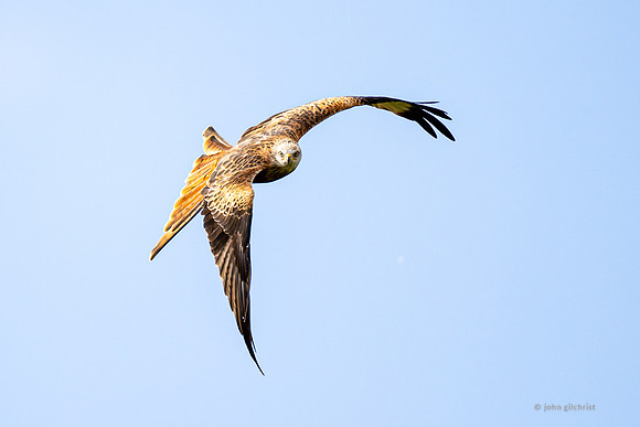 Bird of prey in Scotland, Galloway Kite Trail photography by John Gilchrist