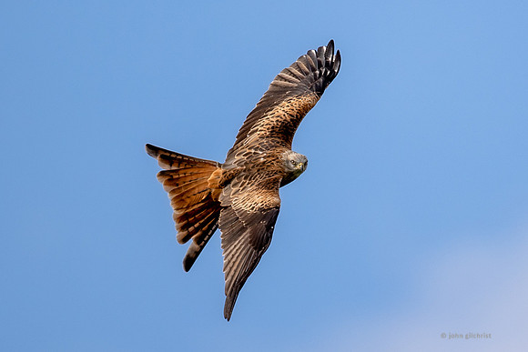 Bird of prey in Scotland, Galloway Kite Trail photography by John Gilchrist