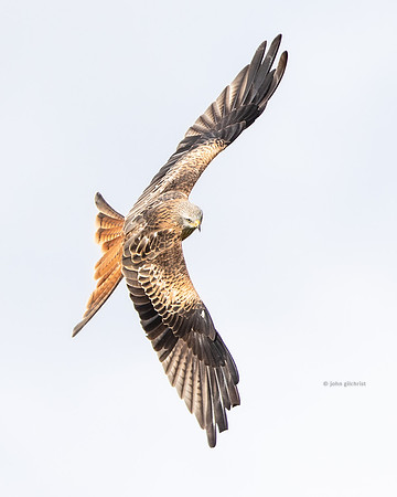Bird of prey in Scotland, Galloway Kite Trail photography by John Gilchrist