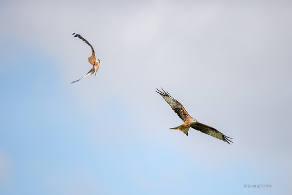 Bird of prey in Scotland, Galloway Kite Trail photography by John Gilchrist