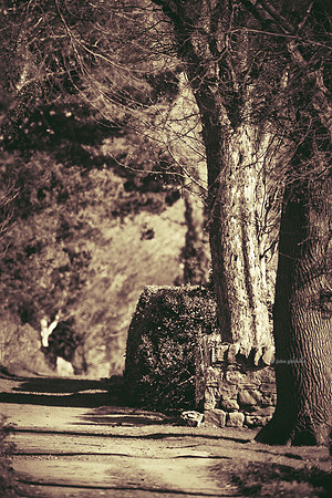 Edinburgh Photography Services, John Gilchrist, Bonnyrigg Photos 20-0058