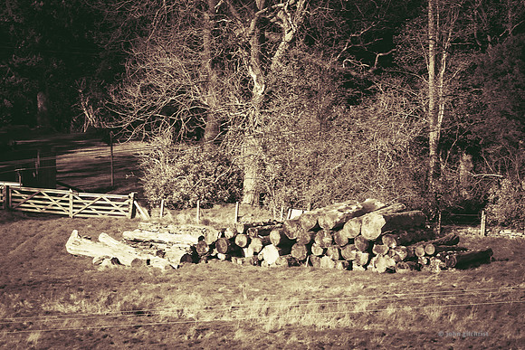 Edinburgh Photography Services, John Gilchrist, Bonnyrigg Photos 20-0060