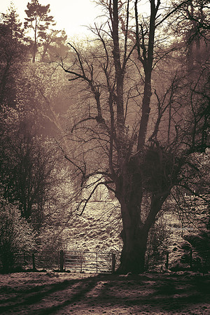Edinburgh Photography Services, Midlothian - John Gilchrist, Mavisbank House Photo 20-0014