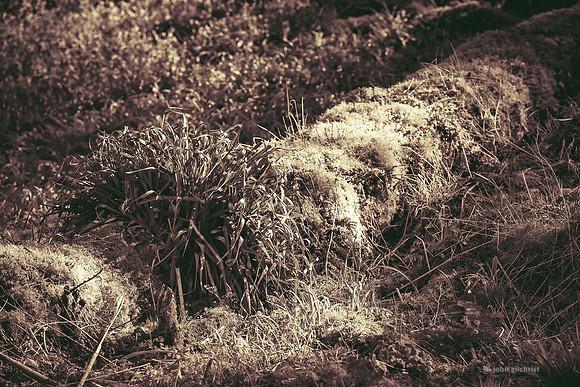 Edinburgh Photography Services, John Gilchrist, Midlothian Photos Roslin Glen Gunpowder Mills 20-0003