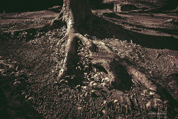 Edinburgh Photography Services, John Gilchrist, Midlothian Photos Roslin Glen Gunpowder Mills 20-0014
