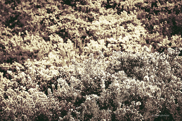 Edinburgh Photography Services, John Gilchrist, Midlothian Photos, Roslin 20-0017
