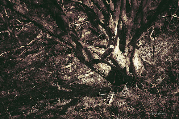 Edinburgh Photography Services, John Gilchrist, Midlothian Photos, Roslin 20-0026