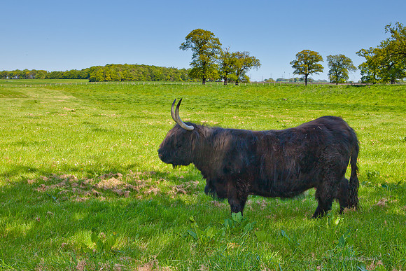 The natural environment, all living and non-living things occurring naturally, may contain scenes of nature, living plants, animals, and wildlife – image by John Gilchrist