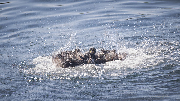 Isle of May trip, may contain avian or birds in flight nature wildlife and animal references - natural world photography by john gilchrist