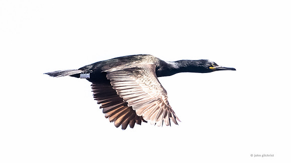 Isle of May trip, may contain avian or birds in flight nature wildlife and animal references - natural world photography by john gilchrist