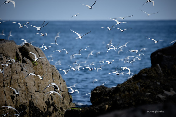 Isle of May trip, may contain avian or birds in flight nature wildlife and animal references - natural world photography by john gilchrist