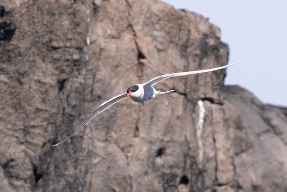 Isle of May trip, may contain avian or birds in flight nature wildlife and animal references - natural world photography by john gilchrist