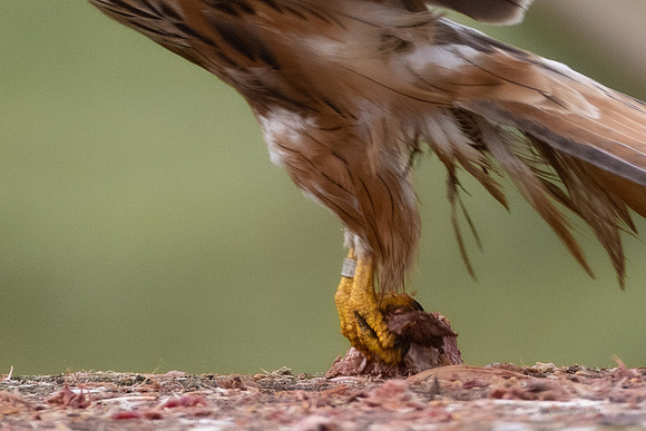 Bird of prey in Scotland, Galloway Kite Trail photography by John Gilchrist