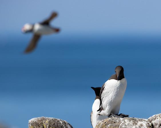 Isle of May trip, may contain avian or birds in flight nature wildlife and animal references - natural world photography by john gilchrist