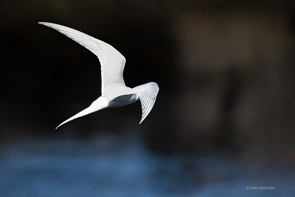 Isle of May trip, may contain avian or birds in flight nature wildlife and animal references - natural world photography by john gilchrist
